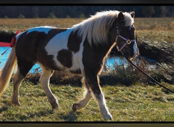 Altri pony/cavalli di piccola taglia Mix, Giumenta, 11 Anni, 122 cm