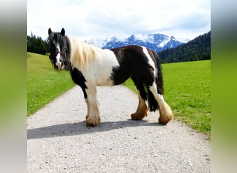 Altri pony/cavalli di piccola taglia, Giumenta, 11 Anni, 125 cm, Pezzato