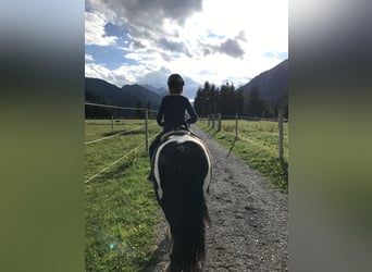 Altri pony/cavalli di piccola taglia, Giumenta, 11 Anni, 125 cm, Pezzato