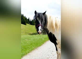 Altri pony/cavalli di piccola taglia, Giumenta, 11 Anni, 125 cm, Pezzato