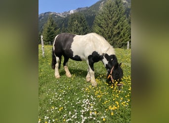 Altri pony/cavalli di piccola taglia, Giumenta, 11 Anni, 125 cm, Pezzato