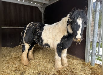 Altri pony/cavalli di piccola taglia, Giumenta, 11 Anni, 125 cm, Pezzato