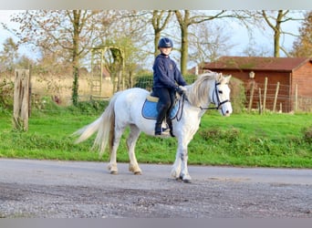 Altri pony/cavalli di piccola taglia, Giumenta, 11 Anni, 127 cm, Bianco