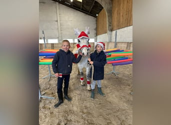 Altri pony/cavalli di piccola taglia, Giumenta, 11 Anni, 127 cm, Bianco