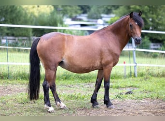 Altri pony/cavalli di piccola taglia, Giumenta, 11 Anni, 130 cm, Baio