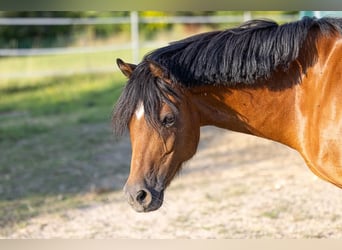 Altri pony/cavalli di piccola taglia, Giumenta, 11 Anni, 130 cm, Baio