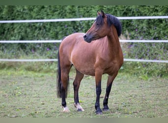 Altri pony/cavalli di piccola taglia, Giumenta, 11 Anni, 130 cm, Baio