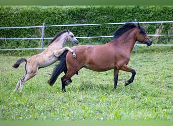 Altri pony/cavalli di piccola taglia, Giumenta, 11 Anni, 130 cm, Baio