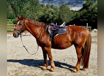 Altri pony/cavalli di piccola taglia, Giumenta, 11 Anni, 145 cm, Sauro