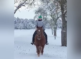 Altri pony/cavalli di piccola taglia, Giumenta, 11 Anni, 145 cm, Sauro