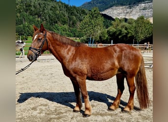 Altri pony/cavalli di piccola taglia, Giumenta, 11 Anni, 145 cm, Sauro