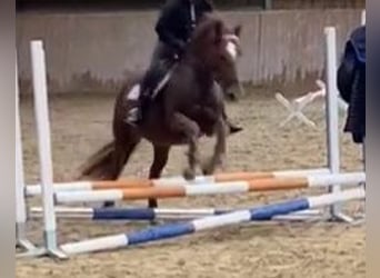 Altri pony/cavalli di piccola taglia, Giumenta, 11 Anni, 145 cm, Sauro