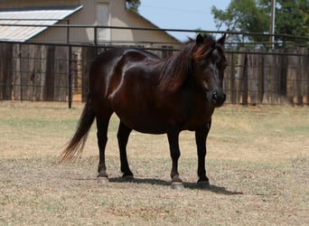 Altri pony/cavalli di piccola taglia, Giumenta, 11 Anni, 86 cm, Baio