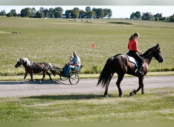 Altri pony/cavalli di piccola taglia, Giumenta, 11 Anni, 86 cm, Grullo