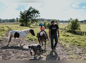 Altri pony/cavalli di piccola taglia, Giumenta, 11 Anni, 86 cm, Grullo