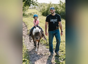 Altri pony/cavalli di piccola taglia, Giumenta, 11 Anni, 86 cm, Grullo