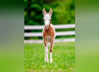 Altri pony/cavalli di piccola taglia, Giumenta, 11 Anni, 97 cm, Pezzato