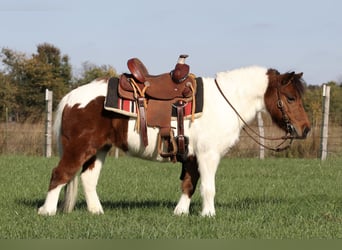 Altri pony/cavalli di piccola taglia, Giumenta, 11 Anni, 99 cm, Pezzato