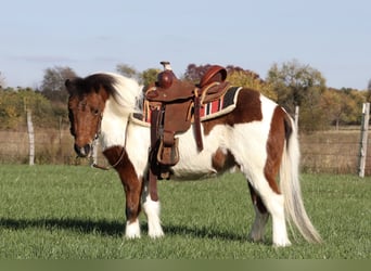Altri pony/cavalli di piccola taglia, Giumenta, 11 Anni, 99 cm, Pezzato
