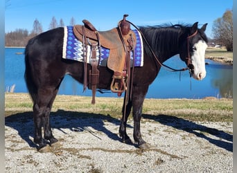 Altri pony/cavalli di piccola taglia, Giumenta, 12 Anni, 132 cm, Morello