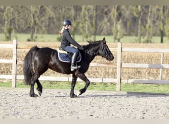 Altri pony/cavalli di piccola taglia, Giumenta, 12 Anni, 140 cm, Morello