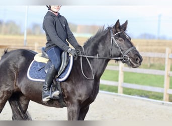 Altri pony/cavalli di piccola taglia, Giumenta, 12 Anni, 140 cm, Morello