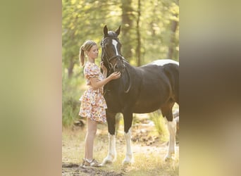 Altri pony/cavalli di piccola taglia Mix, Giumenta, 12 Anni, 142 cm, Pezzato