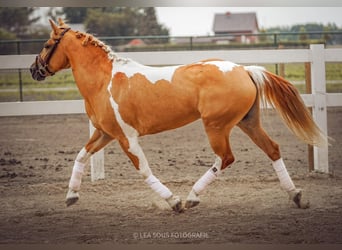 Altri pony/cavalli di piccola taglia, Giumenta, 12 Anni, 148 cm, Overo-tutti i colori