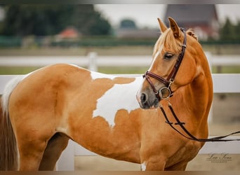 Altri pony/cavalli di piccola taglia, Giumenta, 12 Anni, 148 cm, Overo-tutti i colori