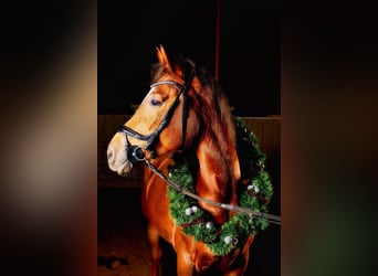 Altri pony/cavalli di piccola taglia Mix, Giumenta, 12 Anni, 155 cm, Sauro