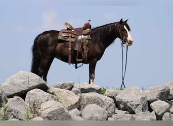 Altri pony/cavalli di piccola taglia, Giumenta, 13 Anni, 124 cm, Morello