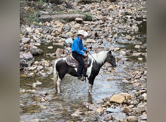 Altri pony/cavalli di piccola taglia, Giumenta, 13 Anni, 124 cm, Pezzato