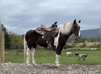 Altri pony/cavalli di piccola taglia, Giumenta, 13 Anni, 124 cm, Pezzato