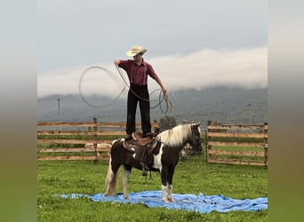 Altri pony/cavalli di piccola taglia, Giumenta, 13 Anni, 124 cm, Pezzato