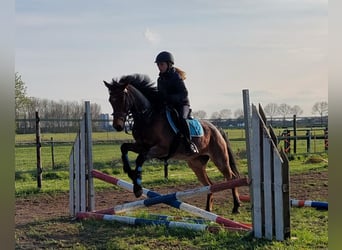 Altri pony/cavalli di piccola taglia Mix, Giumenta, 13 Anni, 136 cm, Roano rosso