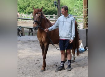 Altri pony/cavalli di piccola taglia, Giumenta, 13 Anni, 148 cm, Sauro