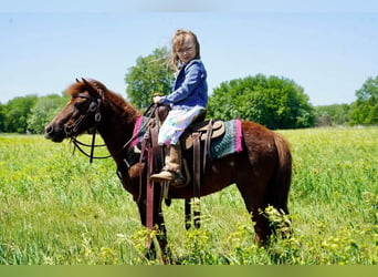 Altri pony/cavalli di piccola taglia, Giumenta, 13 Anni, 86 cm, Sauro ciliegia