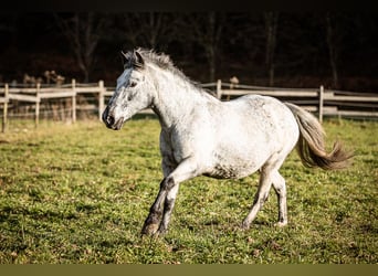 Altri pony/cavalli di piccola taglia, Giumenta, 14 Anni, 135 cm, Grigio