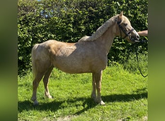 Altri pony/cavalli di piccola taglia, Giumenta, 14 Anni, 138 cm, Palomino