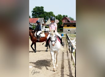 Altri pony/cavalli di piccola taglia, Giumenta, 14 Anni, 138 cm, Pezzato