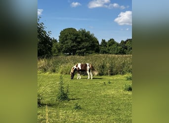 Altri pony/cavalli di piccola taglia, Giumenta, 15 Anni, 125 cm, Pezzato