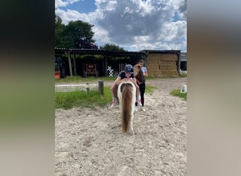 Altri pony/cavalli di piccola taglia, Giumenta, 15 Anni, 125 cm, Pezzato