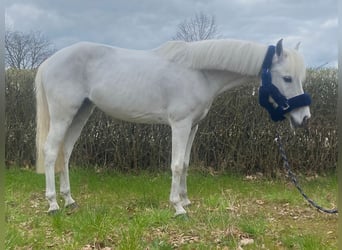 Altri pony/cavalli di piccola taglia, Giumenta, 15 Anni, 126 cm, Grigio