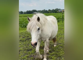 Altri pony/cavalli di piccola taglia, Giumenta, 15 Anni, 130 cm, Grigio