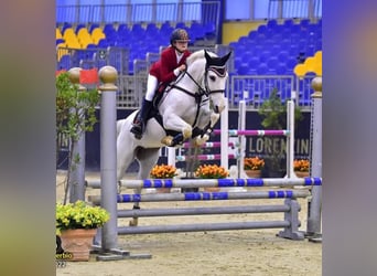 Altri pony/cavalli di piccola taglia, Giumenta, 15 Anni, 148 cm, Grigio