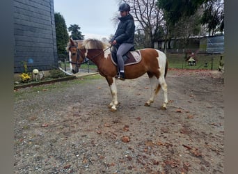 Altri pony/cavalli di piccola taglia, Giumenta, 16 Anni, 145 cm, Pezzato