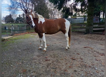 Altri pony/cavalli di piccola taglia, Giumenta, 16 Anni, 145 cm, Pezzato