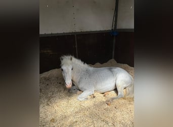 Altri pony/cavalli di piccola taglia, Giumenta, 19 Anni, 124 cm, Grigio