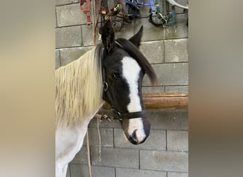 Altri pony/cavalli di piccola taglia Mix, Giumenta, 1 Anno, 135 cm, Pezzato