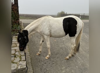 Altri pony/cavalli di piccola taglia Mix, Giumenta, 1 Anno, 135 cm, Pezzato